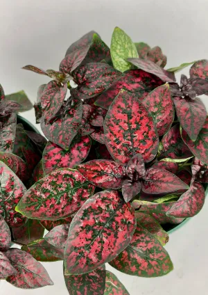 Red Polka Dot Plant